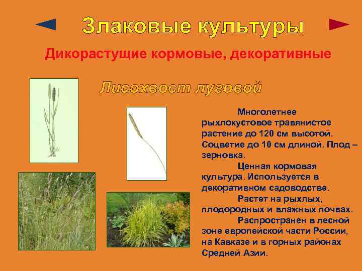 Злаковые культуры Дикорастущие кормовые, декоративные Лисохвост луговой Многолетнее рыхлокустовое травянистое растение до 120 см