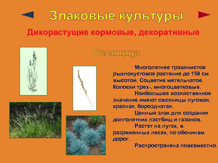 Злаковые культуры Дикорастущие кормовые, декоративные Овсяница Многолетнее травянистое рыхлокустовое растение до 150 см высотой.