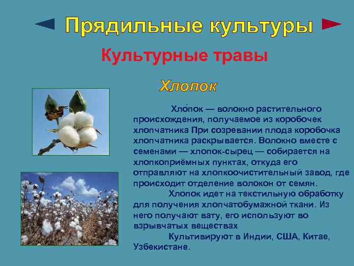 Прядильные культуры Культурные травы Хлопок Хло пок — волокно растительного происхождения, получаемое из коробочек