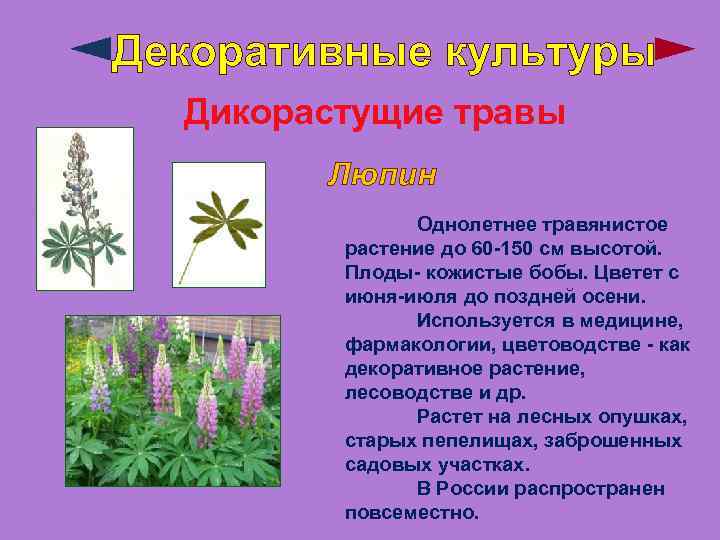 Декоративные культуры Дикорастущие травы Люпин Однолетнее травянистое растение до 60 -150 см высотой. Плоды-