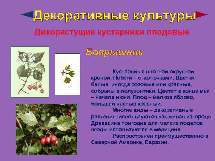 Декоративные культуры Дикорастущие кустарники плодовые Боярышник Кустарник с плотной округлой кроной. Побеги – с