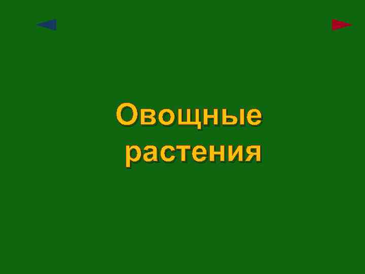 Овощные растения 