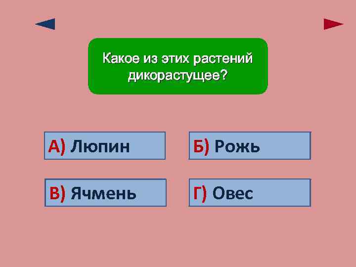 Какое из этих растений дикорастущее? А) Люпин Верно! Б) Ошибка! Рожь В) Ошибка! Ячмень