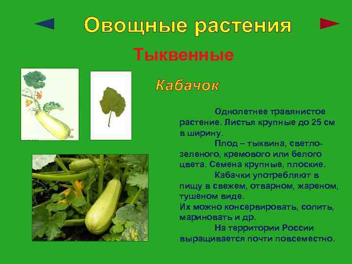 Овощные растения Тыквенные Кабачок Однолетнее травянистое растение. Листья крупные до 25 см в ширину.