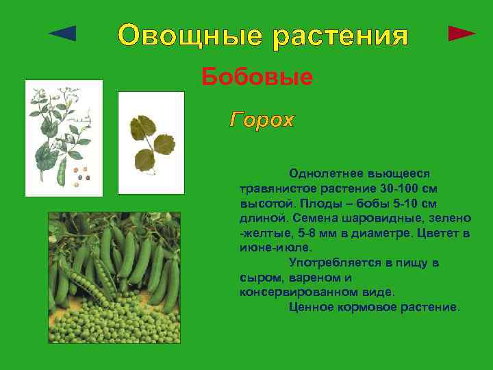 Овощные растения Бобовые Горох Однолетнее вьющееся травянистое растение 30 -100 см высотой. Плоды –