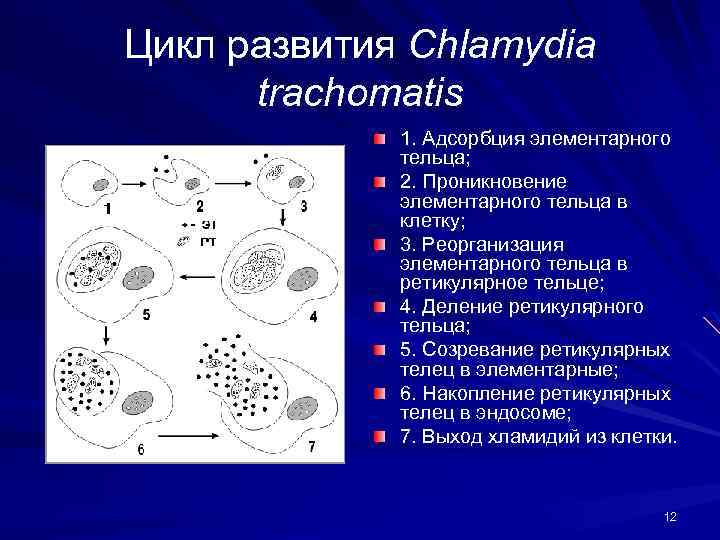 Хламидия трахоматис. Цикл развития хламидии трахоматис. Для элементарных Телец хламидий характерно. Цикл развития хламидий элементарные и ретикулярные тельца.