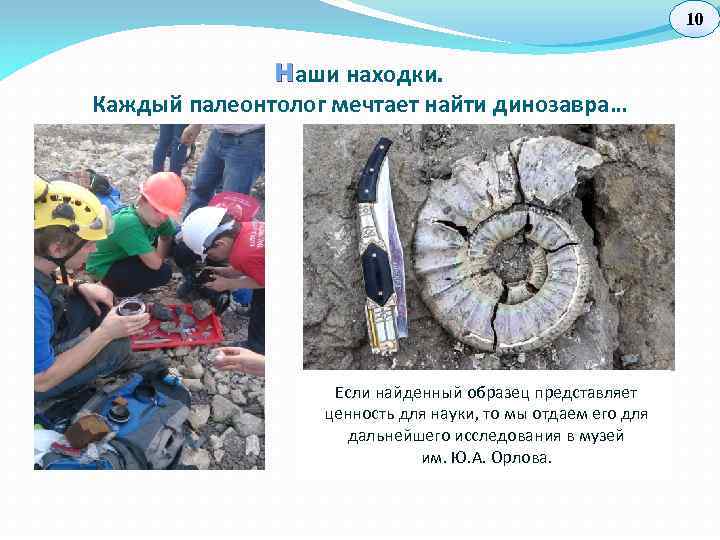 10 Н аши находки. Каждый палеонтолог мечтает найти динозавра… Если найденный образец представляет ценность