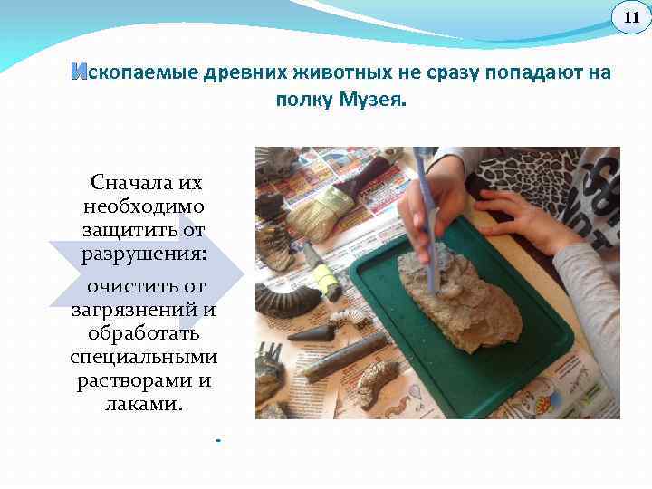 11 И скопаемые древних животных не сразу попадают на полку Музея. Сначала их необходимо
