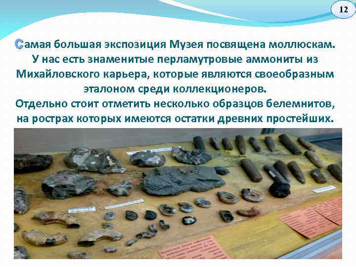 12 С амая большая экспозиция Музея посвящена моллюскам. У нас есть знаменитые перламутровые аммониты