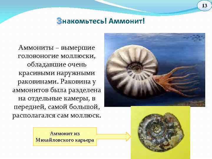 13 З накомьтесь! Аммониты – вымершие головоногие моллюски, обладавшие очень красивыми наружными раковинами. Раковина