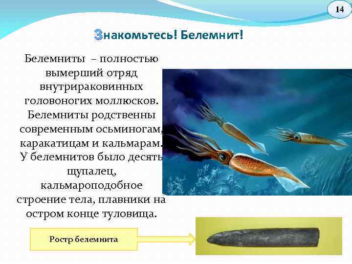14 З накомьтесь! Белемниты – полностью вымерший отряд внутрираковинных головоногих моллюсков. Белемниты родственны современным