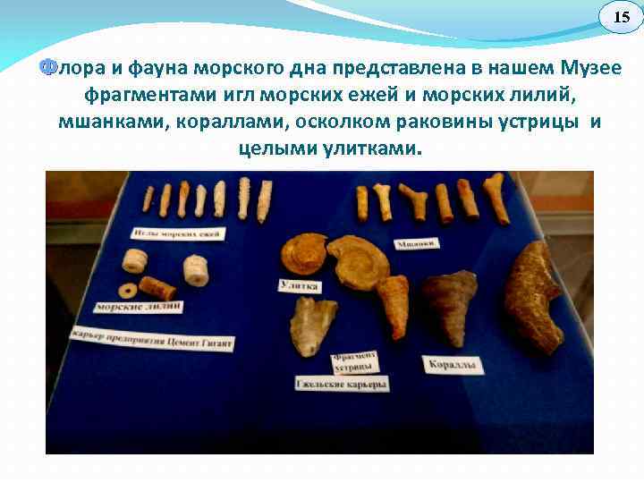 15 Ф лора и фауна морского дна представлена в нашем Музее фрагментами игл морских