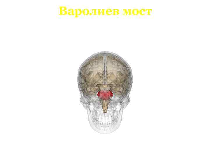 Варолиев мост 