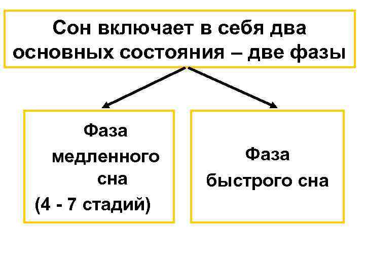 Сон включает в себя два основных состояния – две фазы Фаза медленного сна (4