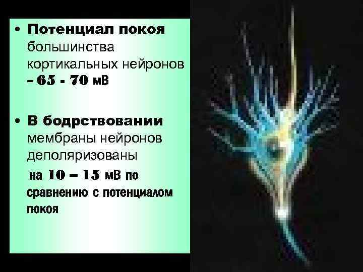  • Потенциал покоя большинства кортикальных нейронов – 65 - 70 м. В •