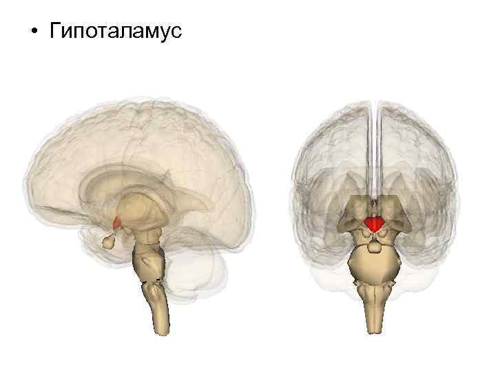  • Гипоталамус 