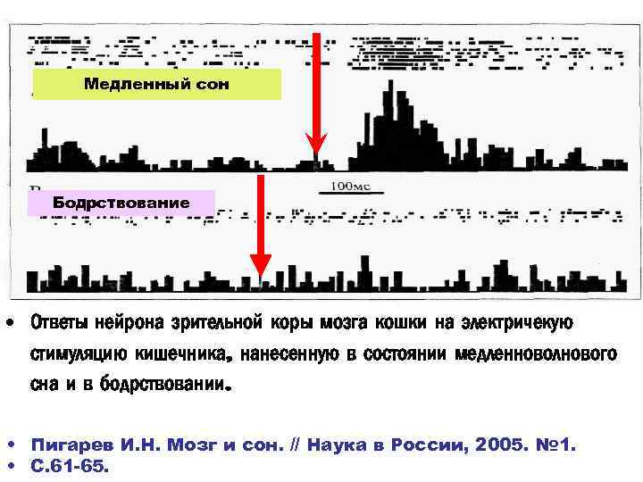 Медленный сон Бодрствование • Ответы нейрона зрительной коры мозга кошки на электричекую стимуляцию кишечника,