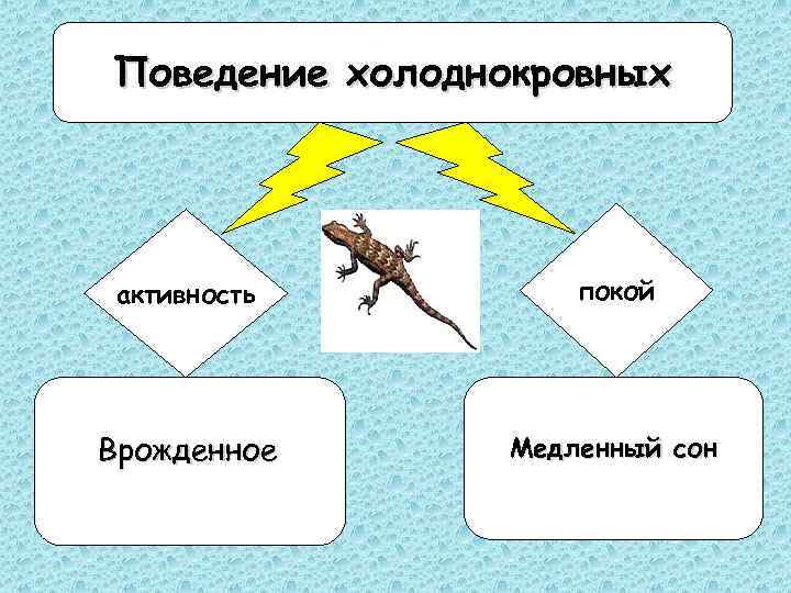 Поведение холоднокровных покой активность Врожденное • • • Бодрствование Медленный сон Быстрый сон 