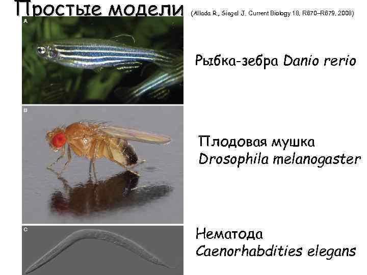 Простые модели (Allada R. , Siegel J. Current Biology 18, R 670–R 679, 2008)