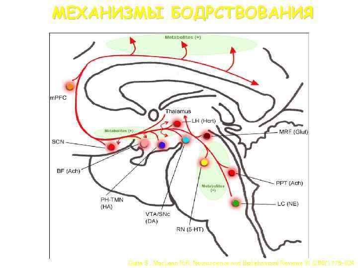 МЕХАНИЗМЫ БОДРСТВОВАНИЯ Datta S. , Mac. Lean R. R. Neuroscience and Biobehavioral Reviews 31