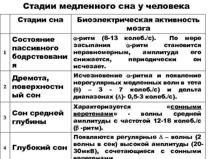 Стадии медленного сна у человека Стадии сна Биоэлектрическая активность мозга 1 Состояние пассивного бодрствовани