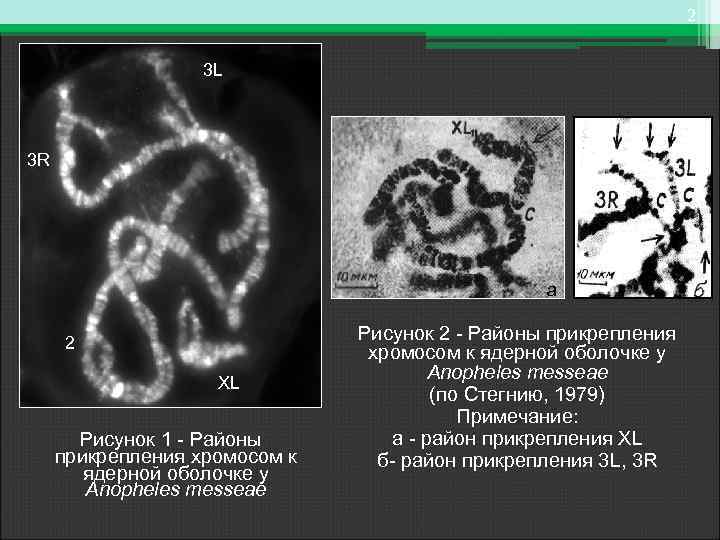 2 3 L 3 R а 2 XL Рисунок 1 - Районы прикрепления хромосом