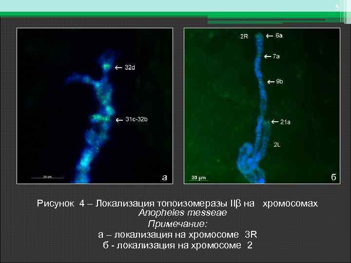 5 а Рисунок 4 – Локализация топоизомеразы IIβ на хромосомах Anopheles messeae Примечание: а