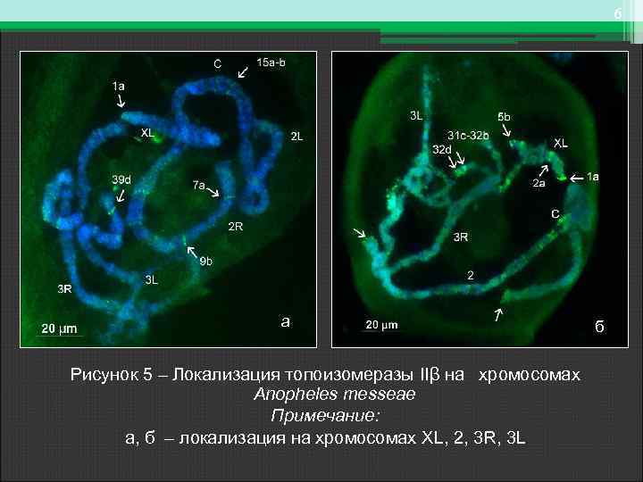 6 а Рисунок 5 – Локализация топоизомеразы IIβ на хромосомах Anopheles messeae Примечание: а,