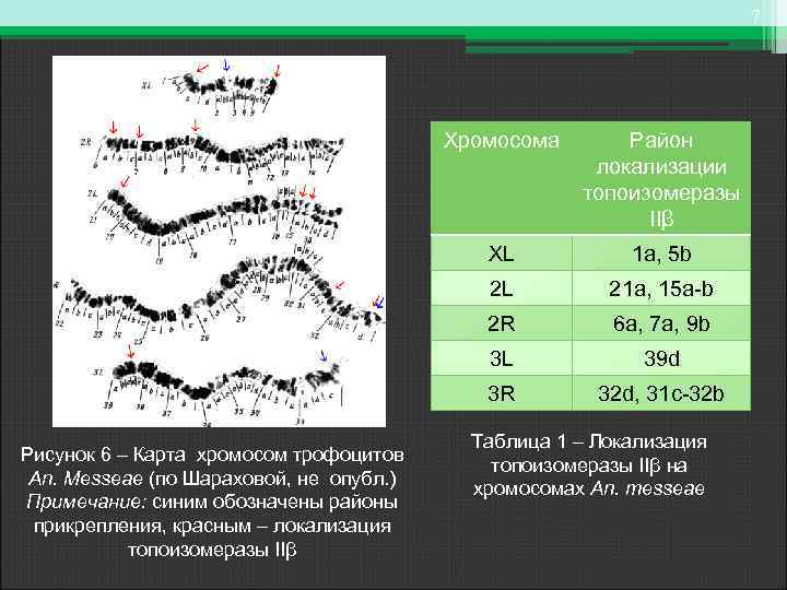 7 Хромосома XL 1 a, 5 b 2 L 21 a, 15 a-b 2