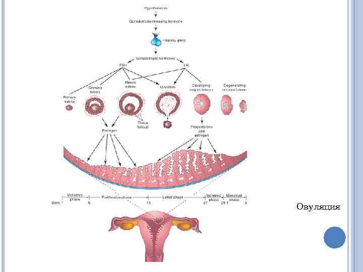 Овуляция 