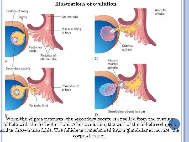 Illustrations of ovulation. When the stigma ruptures, the secondary oocyte is expelled from the