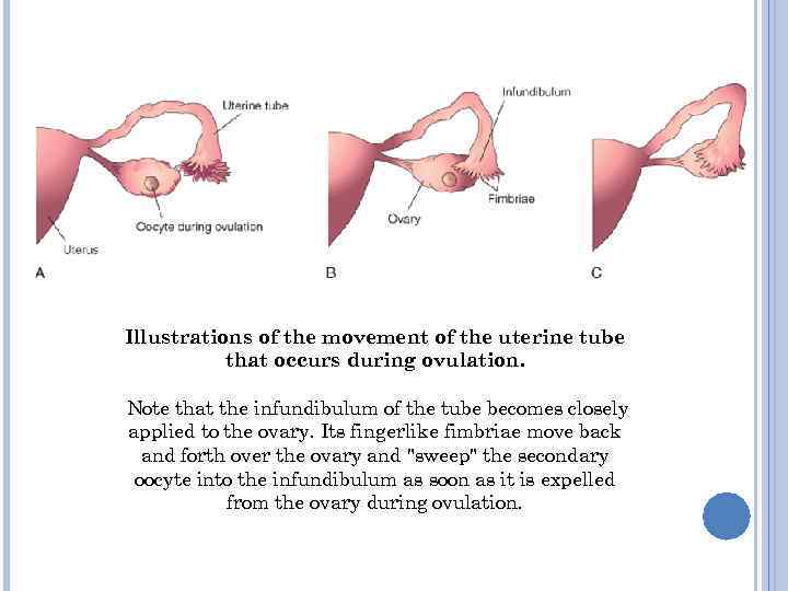 Illustrations of the movement of the uterine tube that occurs during ovulation. Note that