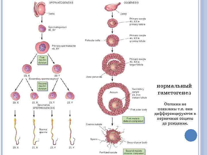 нормальный гаметогенез Оогонии не показаны т. к. они дифференцируются в первичные ооциты до рождения.