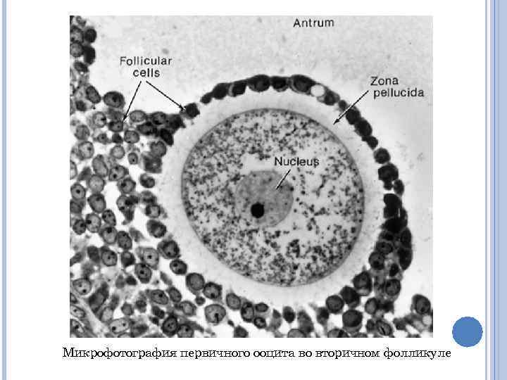 Микрофотография первичного ооцита во вторичном фолликуле 