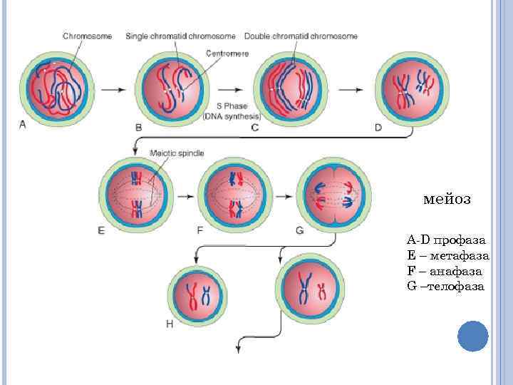 мейоз А-D профаза E – метафаза F – анафаза G –телофаза 