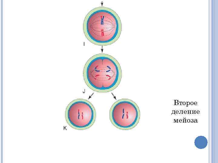 Второе деление мейоза 