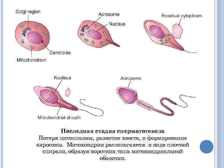 Последняя стадия сперматогенеза Потеря цитоплазмы, развитие хвоста, и формирование акросомы. Митохондрии располагаются в виде