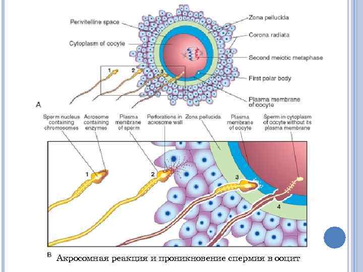 Акросомная реакция и проникновение спермия в ооцит 