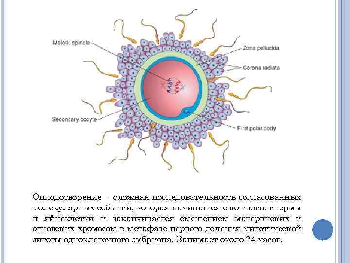 Оплодотворение - сложная последовательность согласованных молекулярных событий, которая начинается с контакта спермы и яйцеклетки