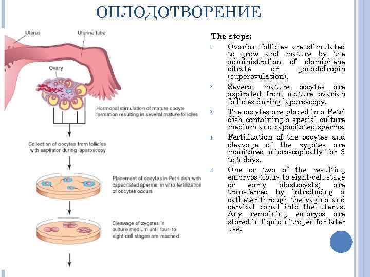 ОПЛОДОТВОРЕНИЕ The steps: 1. Ovarian follicles are stimulated to grow and mature by the