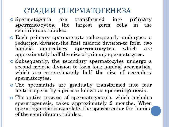 СТАДИИ СПЕРМАТОГЕНЕЗА Spermatogonia are transformed into primary spermatocytes, the largest germ cells in the