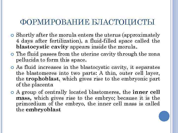 ФОРМИРОВАНИЕ БЛАСТОЦИСТЫ Shortly after the morula enters the uterus (approximately 4 days after fertilization),