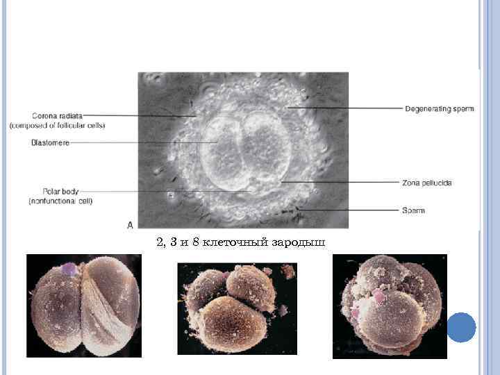 2, 3 и 8 клеточный зародыш 