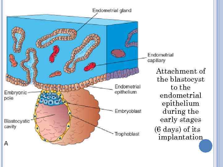 Attachment of the blastocyst to the endometrial epithelium during the early stages (6 days)