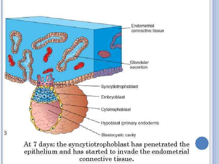 At 7 days: the syncytiotrophoblast has penetrated the epithelium and has started to invade