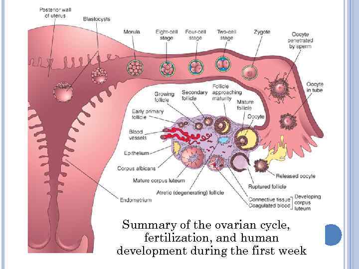 Summary of the ovarian cycle, fertilization, and human development during the first week 