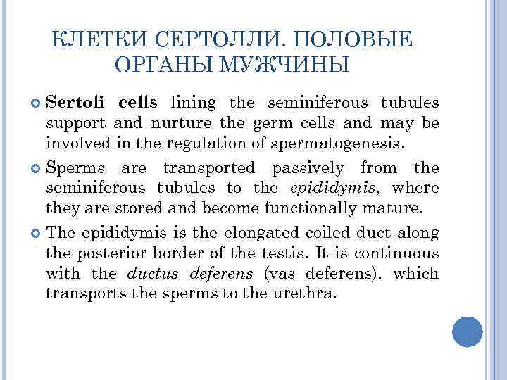 КЛЕТКИ СЕРТОЛЛИ. ПОЛОВЫЕ ОРГАНЫ МУЖЧИНЫ Sertoli cells lining the seminiferous tubules support and nurture