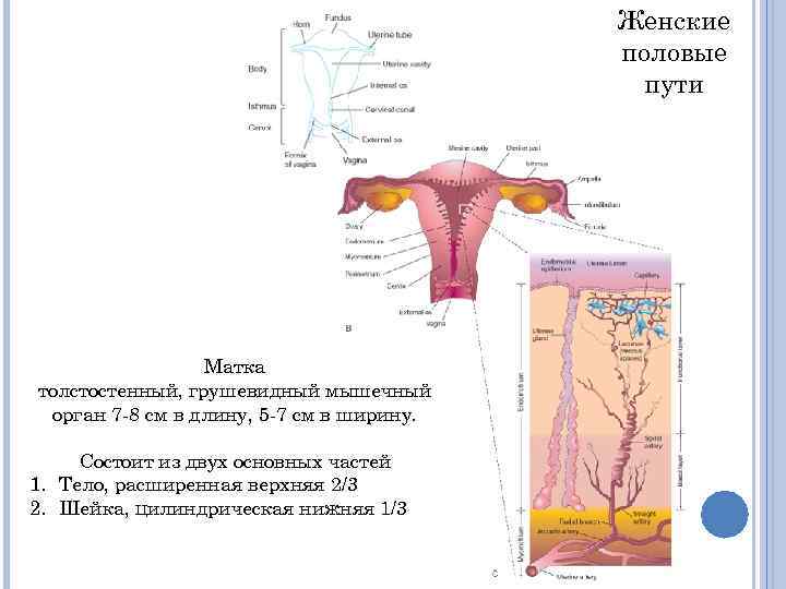 Женские половые пути Матка толстостенный, грушевидный мышечный орган 7 -8 см в длину, 5