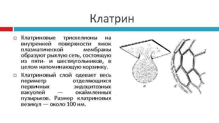 Клатрин Клатриновые трискелионы на внутренней поверхности ямок плазматической мембраны образуют рыхлую сеть, состоящую из