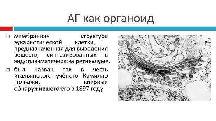 АГ как органоид мембранная структура эукариотической клетки, предназначенная для выведения веществ, синтезированных в эндоплазматическом